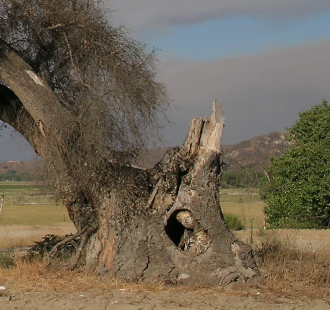 The man in the tree - close up